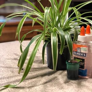 Meet your Posher, Joan